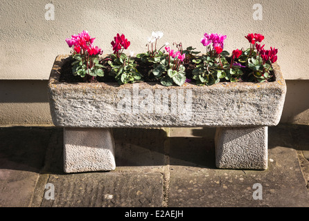 L'auge de pierre planté de cyclamens en fleurs Banque D'Images