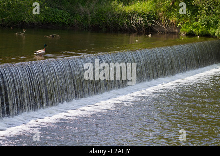 Weir cascades de flux avec un canard à la sur Banque D'Images