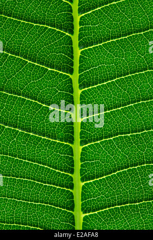 Texture de fond de la feuille verte, macro Banque D'Images