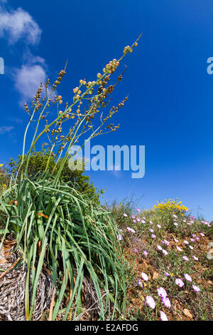 France, Bouches du Rhône, La Ciotat, capsules en forme d'œuf d'une branche de l'asphodèle (Asphodelus ramosus), au rez-de-mallow Banque D'Images