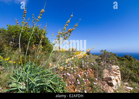 France, Bouches du Rhône, La Ciotat, capsules en forme d'œuf d'une branche de l'asphodèle (Asphodelus ramosus), au rez-de-mallow Banque D'Images