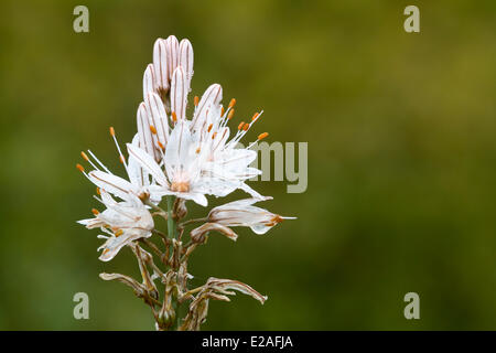 France, Bouches du Rhône, La Ciotat, la floraison d'une branche de l'asphodèle (Asphodelus ramosus) Banque D'Images