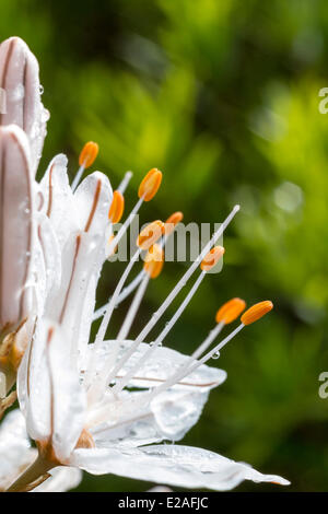 France, Bouches du Rhône, La Ciotat, les étamines d'une branche de l'asphodèle (Asphodelus ramosus) Banque D'Images