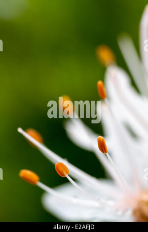 France, Bouches du Rhône, La Ciotat, les étamines d'une branche de l'asphodèle (Asphodelus ramosus) Banque D'Images