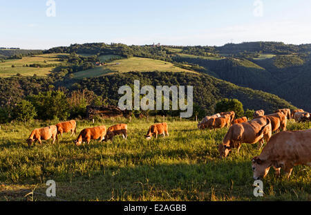 La France, l'Aveyron, troupeau de vaches Aubrac, vallée du Tarn à proximité de Ayssenes, Levezou plateau Banque D'Images