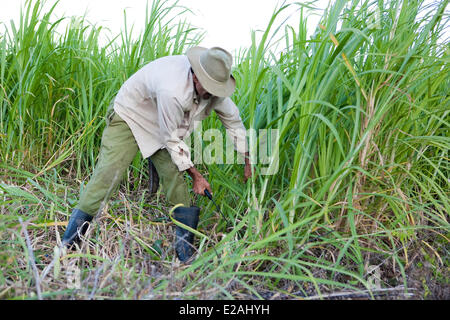 Cuba, province de Pinar del Rio, Vallée de Vinales classée au Patrimoine Mondial de l'UNESCO, l'homme travaillant dans un champ de canne à sucre Banque D'Images