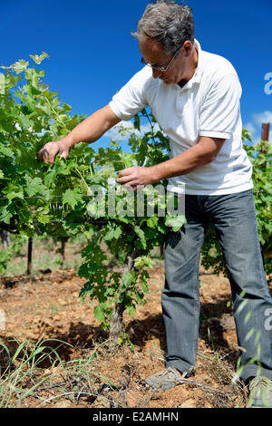 La France, l'Hérault, Saint Aunes, Château les Mazes domaine, inspection des raisins dans une vigne, propriétaire Bernard Bouchet Banque D'Images