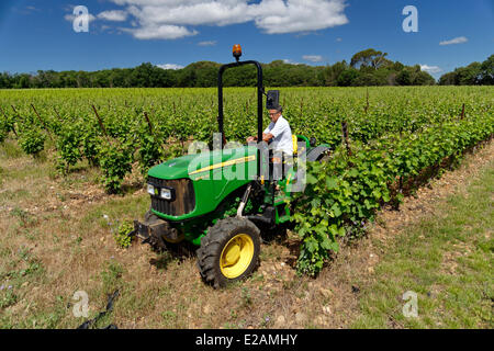 La France, l'Hérault, Saint Aunes, Château les Mazes domaine, travaillant dans les vignes avec un tracteur, propriétaire Bernard Bouchet Banque D'Images