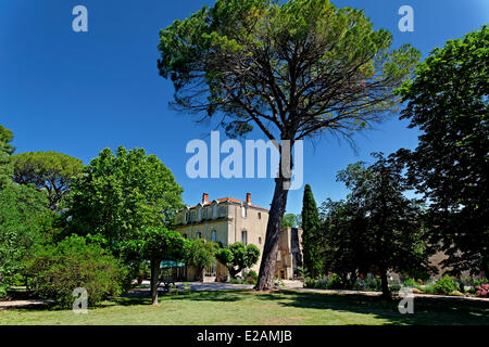 La France, l'Hérault, Saint Aunes, Château les Mazes domaine, maison de village et jardin d'agrément dans un parc au pied d'un pin Banque D'Images