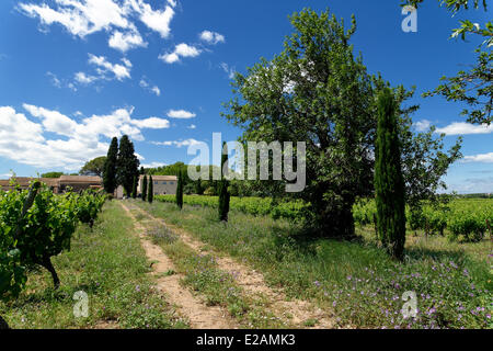 La France, l'Hérault, Saint Aunes, Château les Mazes domaine, chemin de campagne bordée de cyprès et de vignes menant à un vignoble Banque D'Images