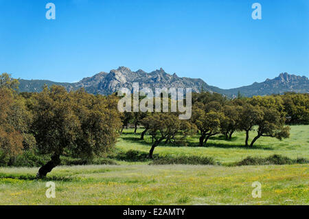 Italie, Sardaigne, Olbia Tempio, la Province Caseda, Aggius, champs de chêne-liège dont l'exploitation est la première industrie de la région Banque D'Images