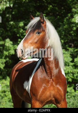 Bel étalon pinto gypsy vanner portrait dans la nature Banque D'Images