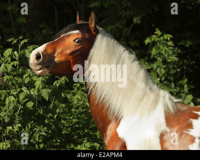 Bel étalon pinto gypsy vanner portrait dans la nature Banque D'Images