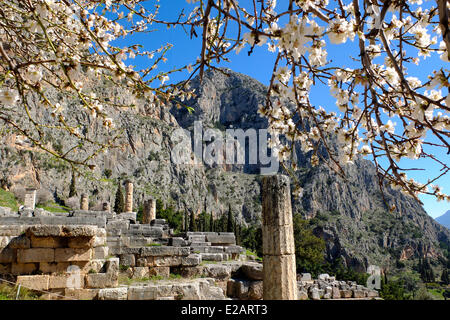 La Grèce, Phocide, Delphes, inscrite au Patrimoine Mondial de l'UNESCO, Delphes est le site d'un sanctuaire hellénique où l'oracle de Banque D'Images