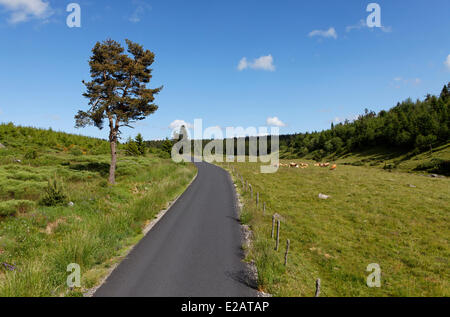 La France, la Lozère, pays paysage routier Gévaudan entre Grandrieu et Chateauneuf de Randon Banque D'Images