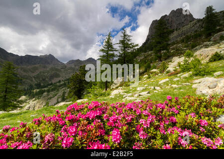 France, Alpes Maritimes, parc national du Mercantour, Haute Vesubie, Saint Martin Vesubie, la vallée de la madone de Fenestre, Banque D'Images