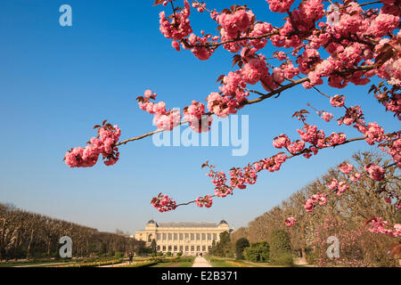 France, Paris, le Jardin des Plantes (Jardin Botanique) au printemps Banque D'Images