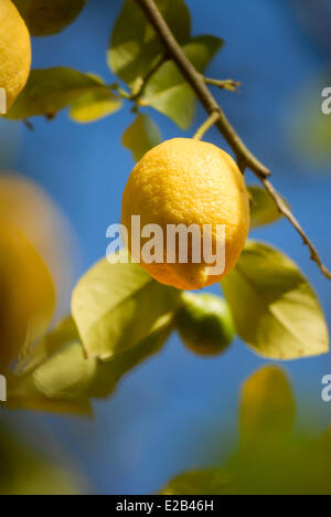 Espagne, Andalousie, El Rocio, citron dans un lemon tree Banque D'Images
