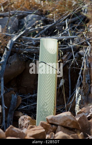 L'abri de l'arbre des tubes pour la protection des plants d'être mangées par les animaux, de reboisement dans les montagnes de Mijas, Andalousie, espagne. Banque D'Images