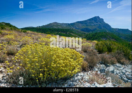 France, Bouches du Rhône, Montagne Sainte Victoire Banque D'Images