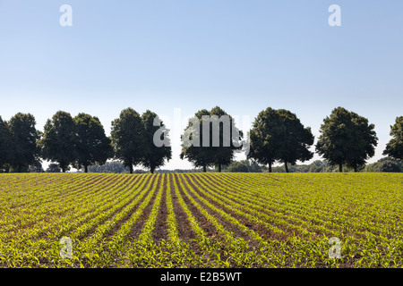 Champ avec les jeunes plants de maïs et ligne parfaite des arbres en arrière-plan contre ciel bleu clair Banque D'Images