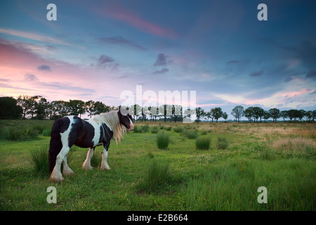 Cheval sur les pâturages d'été au coucher du soleil Banque D'Images