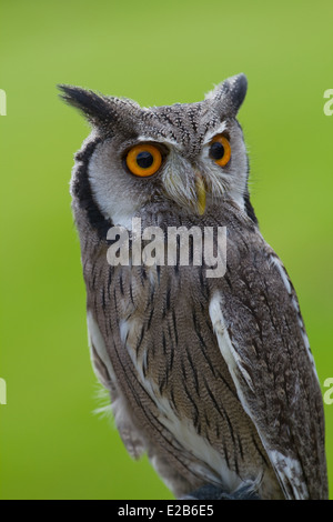 Southern White Owl ptilopsis granti face Prisonnier Banque D'Images