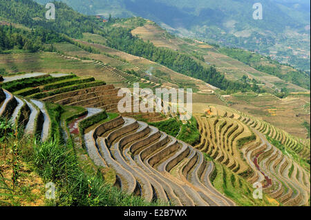 Chine, Province du Guangxi, Longsheng Longji terrasses à riz, Banque D'Images