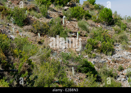 L'abri de l'arbre des tubes pour la protection des plants d'être mangées par les animaux, de reboisement dans les montagnes de Mijas, Andalousie, espagne. Banque D'Images