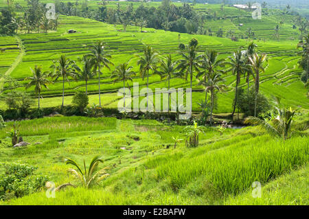 L'INDONÉSIE, Bali Subak, système d'irrigation, inscrite au Patrimoine Mondial de l'UNESCO, rizières de Jatiluwih de Banque D'Images