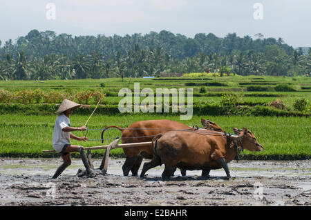 L'INDONÉSIE, Bali, Tabanan, Tunjuk Taman Sari Buwana village traditionnel, subak système d'irrigation, classé au Patrimoine Mondial par l'UNESCO, l'homme de travail avec deux bœufs et une charrue dans un champ de riz Banque D'Images