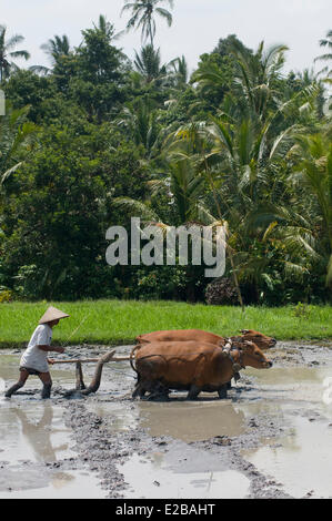 L'INDONÉSIE, Bali, Tabanan, Tunjuk Taman Sari Buwana village traditionnel, subak système d'irrigation, classé au Patrimoine Mondial par l'UNESCO, l'homme de travail avec deux bœufs et une charrue dans un champ de riz Banque D'Images