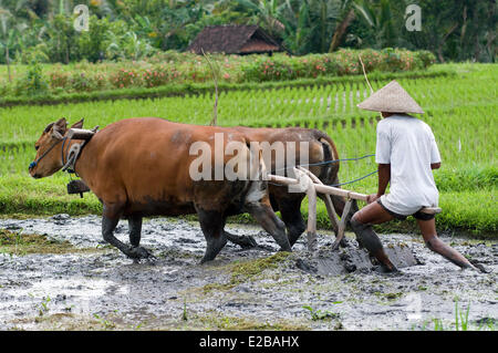 L'INDONÉSIE, Bali, Tabanan, Tunjuk Taman Sari Buwana village traditionnel, subak système d'irrigation, classé au Patrimoine Mondial par l'UNESCO, l'homme de travail avec deux bœufs et une charrue dans un champ de riz Banque D'Images