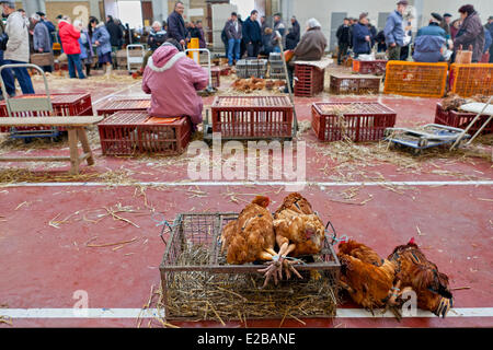 France, Gers, Samatan, marché aux volailles Banque D'Images