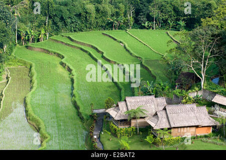 L'INDONÉSIE, Bali Subak, système d'irrigation, inscrite au Patrimoine Mondial de l'UNESCO Banque D'Images