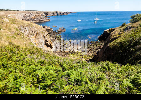 France, Vendée, Ile d'Yeu, de fougères et de la côte sauvage Banque D'Images