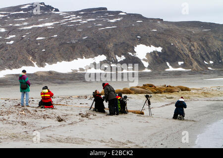 La Norvège, Svalbard, Spitsbergern, le morse (Odobenus rosmarus) colonie reposant sur la plage Banque D'Images