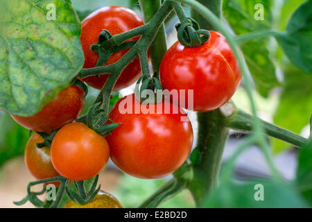 France, Yvelines, Chapet, jardin de Asafumi Yamashita, jardiniers qui offre haut de gamme de légumes aux chefs Banque D'Images