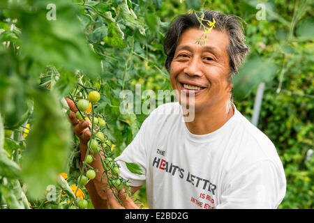 France, Yvelines, Chapet, Asafumi Yamashita, jardiniers, qui offre haut de gamme de légumes aux chefs Banque D'Images