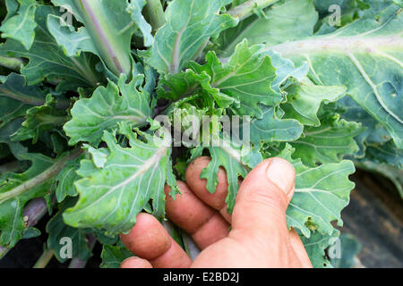 France, Yvelines, Chapet, jardin de Asafumi Yamashita, jardiniers qui offre haut de gamme de légumes aux chefs Banque D'Images