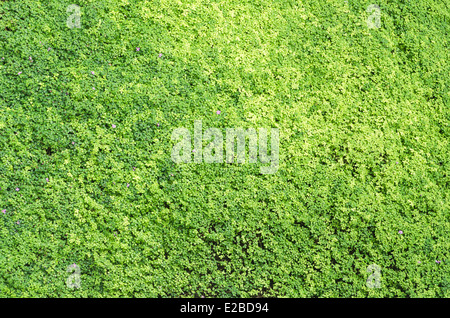 Fond vert de la nature, l'herbe couvrir l'éco Banque D'Images