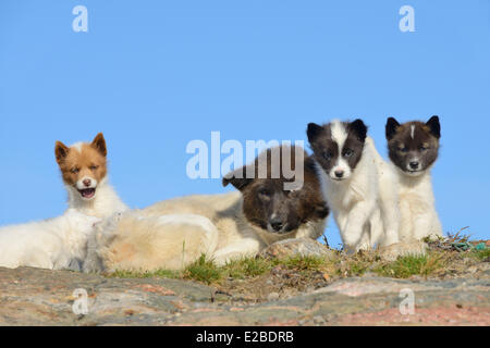 Le Groenland, baie de Baffin, Nuussuaq village, Groenland, chiens et chiots Mère Banque D'Images