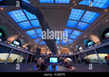 United States, New York, Manhattan, Upper West Side, Musée Américain d'Histoire Naturelle, le modèle d'un rorqual bleu dans le Hall de la famille Milstein Ocean Life Banque D'Images