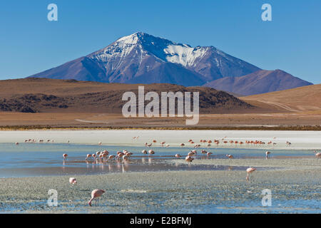 La Bolivie, Potosi, Ministère Sur Lipez Province, Eduardo Avaroa, Réserve nationale de faune andine Laguna Hedionda dont les eaux produisent Banque D'Images