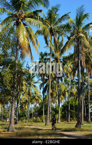 L'Indonésie, Lombok, Gili archipel, Gili Air, à l'intérieur de l'île sous les cocotiers Banque D'Images