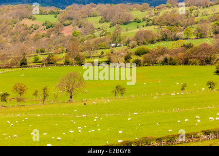 Champs verts dans le Herefordshire, Pays de Galles, Royaume-Uni, Europe. Banque D'Images