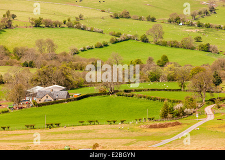 Champs verts dans le Herefordshire, Pays de Galles, Royaume-Uni, Europe. Banque D'Images