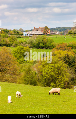 Champs verts dans le Herefordshire, Pays de Galles, Royaume-Uni, Europe. Banque D'Images