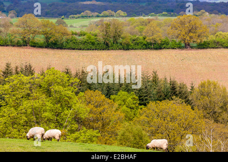 Champs verts dans le Herefordshire, Pays de Galles, Royaume-Uni, Europe. Banque D'Images