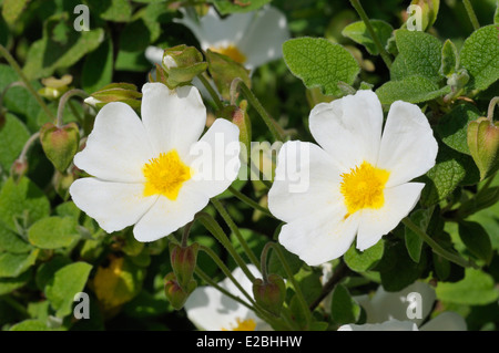 Ciste à feuilles de sauge - cistus salvifolius deux fleurs blanches Banque D'Images